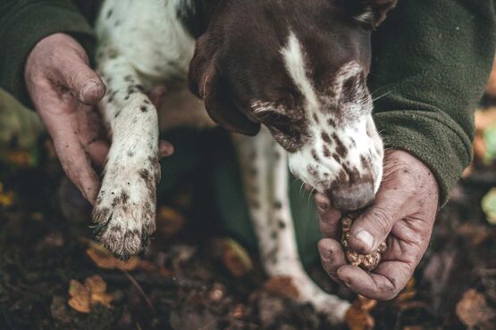 Private Black Truffle Hunting: Discover Nature’s Hidden Treasure with a Tasting of Local Delicacies