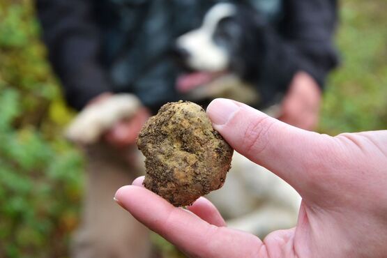 Truffle Hunting: Explore the Secrets of Nature’s Hidden Treasure
