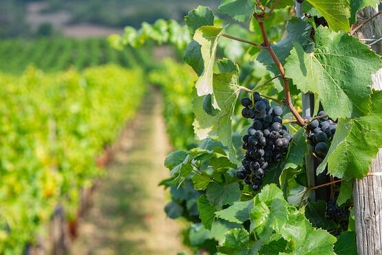 Chianti Classico Wine Tour