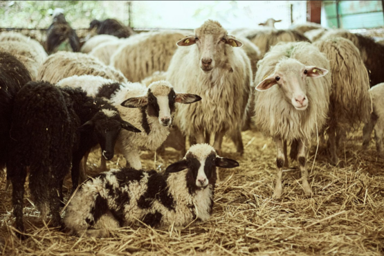 Farm Tour with Cheese Tasting