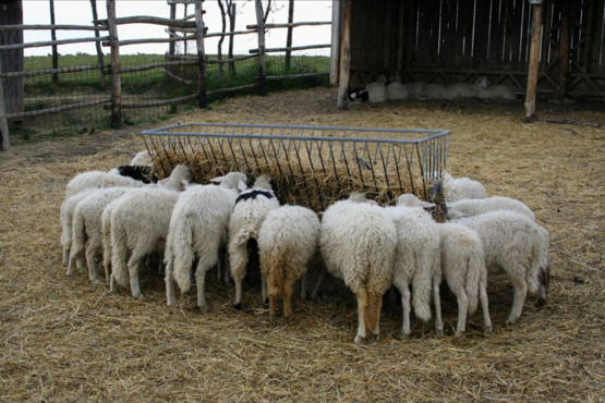 Farm Tour with Lunch