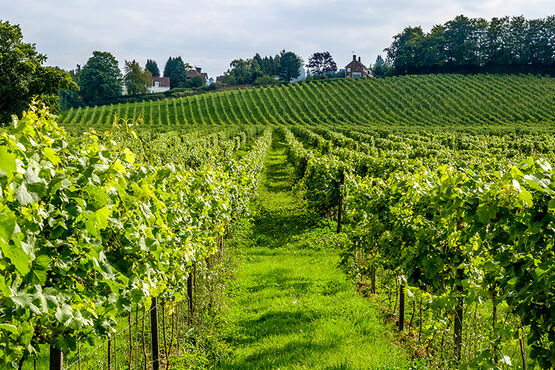 A Day in Tuscany: Nature, Wine & Tradition