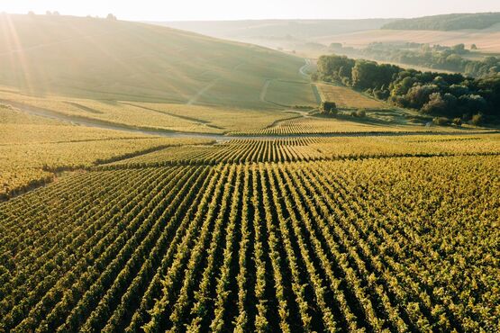 Champagne Discovery Tour