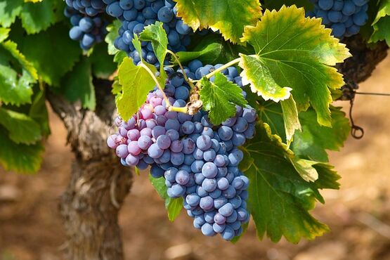 Cagliari Wine Discovery Tour: Sardinian Treasures