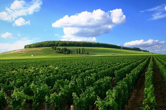 Côte De Nuits Wine Tour  - Private