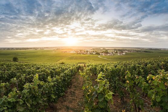 Côte De Nuits &  Côte De Beaune Wine Tour  - Private