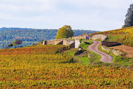 Côte De Beaune Wine Tour - Private