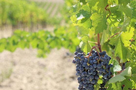A Journey Through Chianti: Wine, History, and Tuscan Beauty