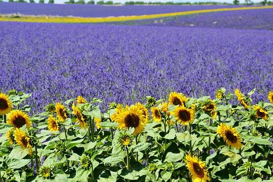 Along the Scenic Route de Valensole